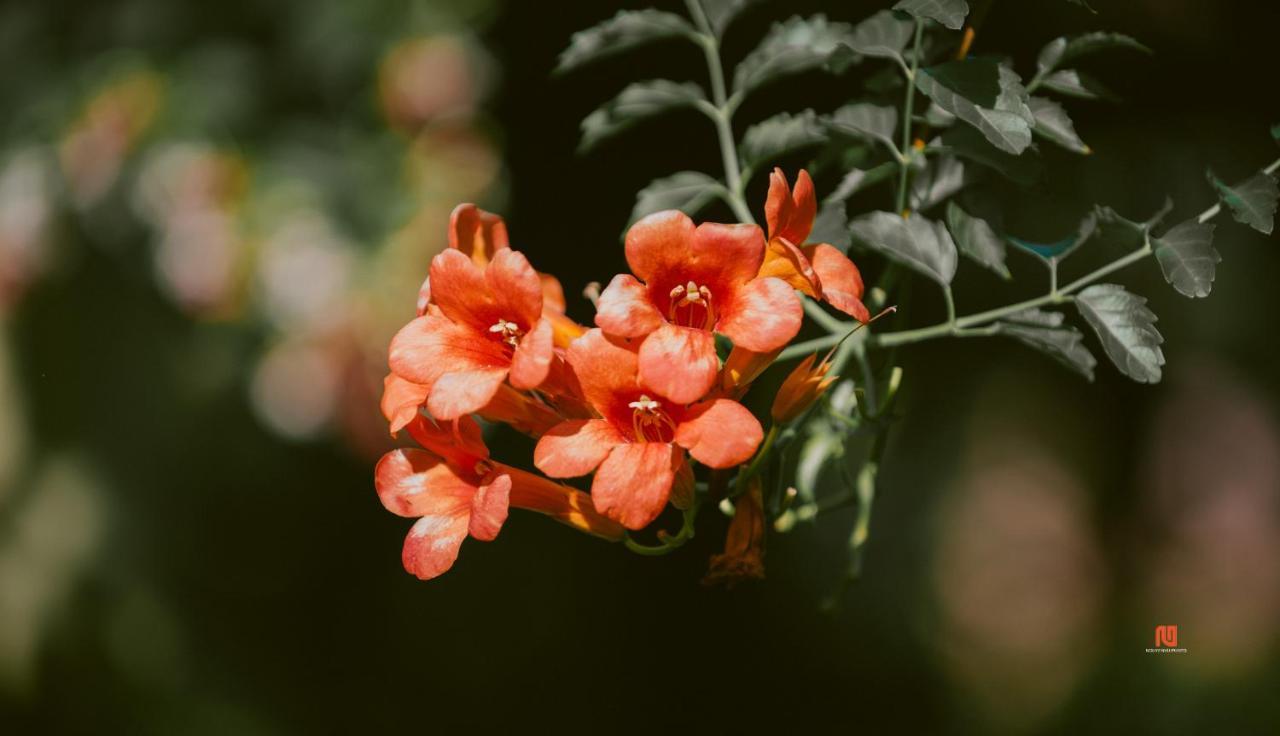 Tam Tinh Vien Homestay Хуе Екстериор снимка